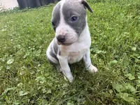 Gracie, a female American Staffordshire Terrier for sale in Erie, PA – 1 of 6