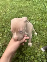 Chaz, a male American Staffordshire Terrier and American Pit Bull Terrier for sale in Erie, PA – 6 of 9