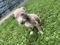 Chaz, a male American Staffordshire Terrier and American Pit Bull Terrier for sale in Erie, PA – 3 of 9