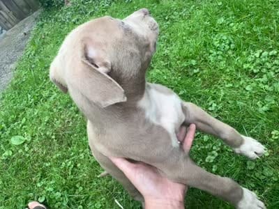 Chaz, a male American Staffordshire Terrier and American Pit Bull Terrier for sale in Erie, PA – 8 of 9