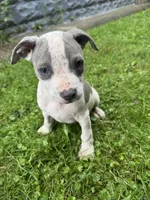 Fez, a male American Staffordshire Terrier and American Pit Bull Terrier for sale in Erie, PA – 4 of 8