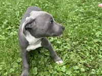 Molly, a female American Staffordshire Terrier and American Pit Bull Terrier for sale in Erie, PA – 4 of 10