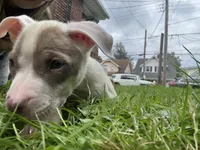 Blondie, a female American Staffordshire Terrier and American Pit Bull Terrier for sale in Erie, PA – 4 of 8