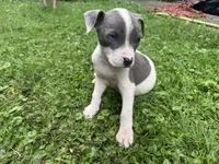 Tobias, a male American Staffordshire Terrier and American Pit Bull Terrier for sale in Erie, PA – 4 of 7