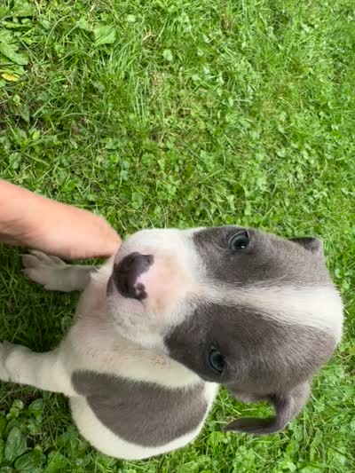 Tobias, a male American Staffordshire Terrier and American Pit Bull Terrier for sale in Erie, PA – 7 of 7