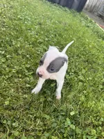 Sabrina , a female American Staffordshire Terrier and American Pit Bull Terrier for sale in Erie, PA – 3 of 6
