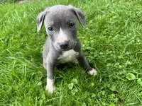Granger, a male American Staffordshire Terrier and American Pit Bull Terrier for sale in Erie, PA – 5 of 9