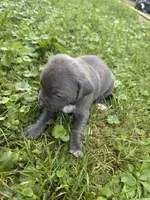 Granger , a male American Staffordshire Terrier and American Pit Bull Terrier for sale in Erie, PA – 3 of 5