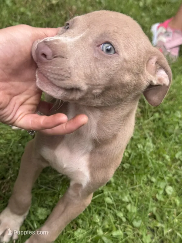 Chaz – American Staffordshire Terrier, American Pit Bull Terrier puppy for sale in Erie, PA