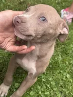 Chaz, a male American Staffordshire Terrier and American Pit Bull Terrier for sale in Erie, PA – 1 of 9