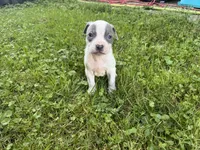Sabrina , a female American Staffordshire Terrier and American Pit Bull Terrier for sale in Erie, PA – 5 of 6