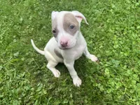 Blondie, a female American Staffordshire Terrier and American Pit Bull Terrier for sale in Erie, PA – 1 of 8