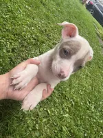 Blondie, a female American Staffordshire Terrier and American Pit Bull Terrier for sale in Erie, PA – 5 of 8
