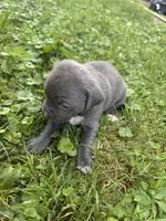 Maggie, a female American Staffordshire Terrier for sale in Erie, PA – 2 of 3
