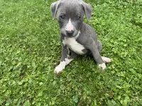 Granger, a male American Staffordshire Terrier and American Pit Bull Terrier for sale in Erie, PA – 3 of 9