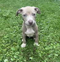 Chaz, a male American Staffordshire Terrier and American Pit Bull Terrier for sale in Erie, PA – 4 of 9