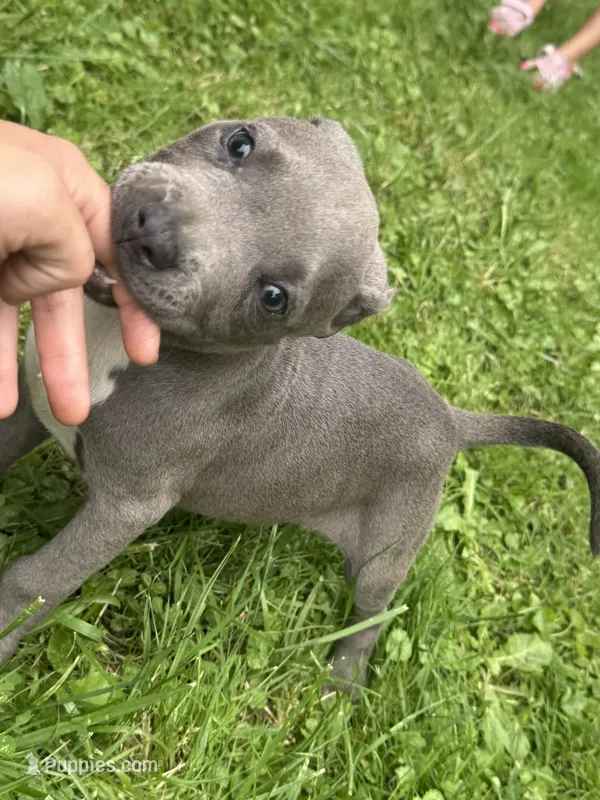 Molly – American Staffordshire Terrier, American Pit Bull Terrier puppy for sale in Erie, PA
