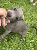 Molly, a female American Staffordshire Terrier and American Pit Bull Terrier for sale in Erie, PA – 1 of 10