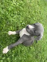 Granger, a male American Staffordshire Terrier and American Pit Bull Terrier for sale in Erie, PA – 4 of 9