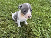 Gracie, a female American Staffordshire Terrier for sale in Erie, PA – 2 of 6