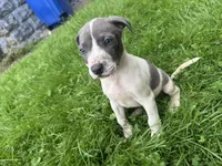 Oliver, a male American Staffordshire Terrier and American Pit Bull Terrier for sale in Erie, PA – 5 of 7
