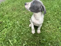 Oliver, a male American Staffordshire Terrier and American Pit Bull Terrier for sale in Erie, PA – 2 of 7