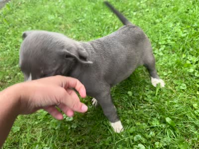Granger, a male American Staffordshire Terrier and American Pit Bull Terrier for sale in Erie, PA – 8 of 9