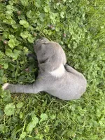 Olly, a male American Staffordshire Terrier and American Pit Bull Terrier for sale in Erie, PA – 2 of 5