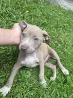 Chaz, a male American Staffordshire Terrier and American Pit Bull Terrier for sale in Erie, PA – 2 of 9