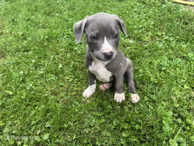 Granger – American Staffordshire Terrier, American Pit Bull Terrier puppy for sale in Erie, PA