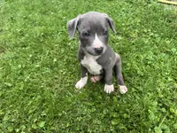 Granger, a male American Staffordshire Terrier and American Pit Bull Terrier for sale in Erie, PA – 1 of 9