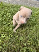 Chaz, a male American Staffordshire Terrier and American Pit Bull Terrier for sale in Erie, PA – 7 of 9