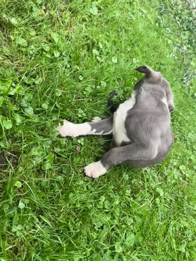 Granger, a male American Staffordshire Terrier and American Pit Bull Terrier for sale in Erie, PA – 9 of 9