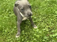 Molly, a female American Staffordshire Terrier and American Pit Bull Terrier for sale in Erie, PA – 2 of 10