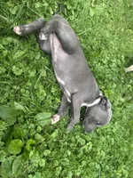 Molly, a female American Staffordshire Terrier and American Pit Bull Terrier for sale in Erie, PA – 5 of 10