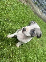 Fez, a male American Staffordshire Terrier and American Pit Bull Terrier for sale in Erie, PA – 7 of 8