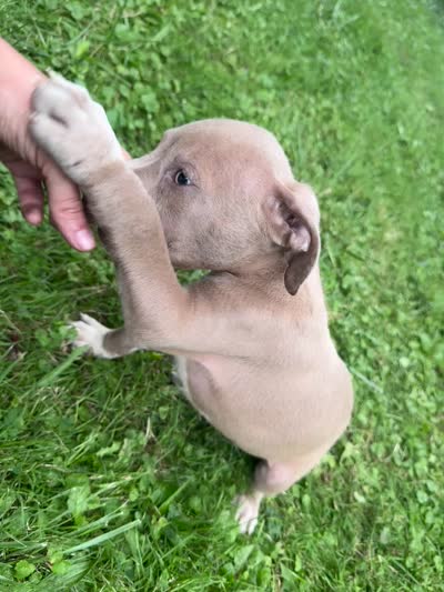 Chaz, a male American Staffordshire Terrier and American Pit Bull Terrier for sale in Erie, PA – 9 of 9