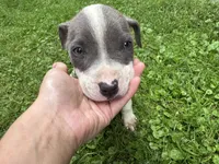 Tobias, a male American Staffordshire Terrier and American Pit Bull Terrier for sale in Erie, PA – 5 of 7