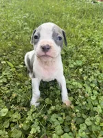Gracie, a female American Staffordshire Terrier for sale in Erie, PA – 4 of 6