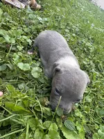 Olly, a male American Staffordshire Terrier and American Pit Bull Terrier for sale in Erie, PA – 1 of 5
