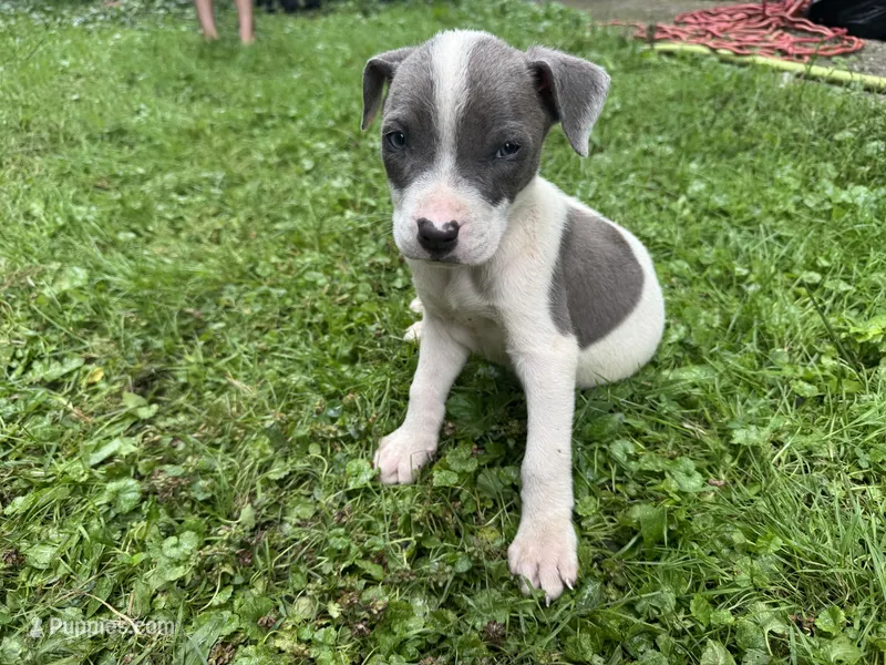 Tobias – American Staffordshire Terrier, American Pit Bull Terrier puppy for sale in Erie, PA