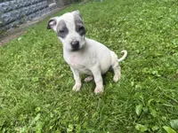 Gracie, a female American Staffordshire Terrier and American Pit Bull Terrier for sale in Erie, PA – 3 of 9