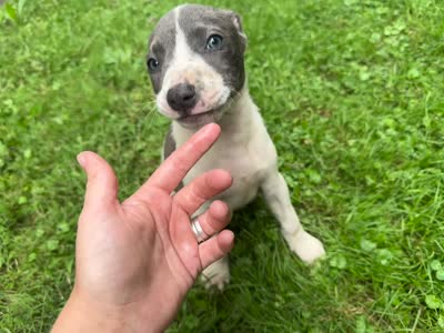 Oliver, a male American Staffordshire Terrier and American Pit Bull Terrier for sale in Erie, PA – 6 of 7