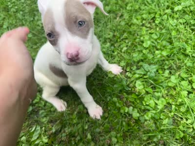 Blondie, a female American Staffordshire Terrier and American Pit Bull Terrier for sale in Erie, PA – 8 of 8