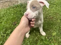 Blondie, a female American Staffordshire Terrier and American Pit Bull Terrier for sale in Erie, PA – 6 of 8