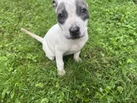 Gracie, a female American Staffordshire Terrier and American Pit Bull Terrier for sale in Erie, PA – 5 of 9