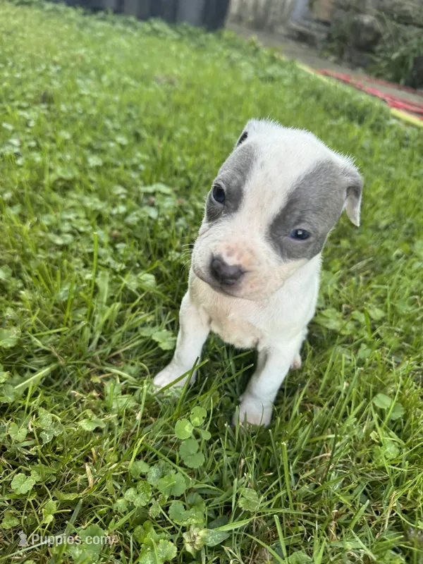 Sabrina  – American Staffordshire Terrier, American Pit Bull Terrier puppy for sale in Erie, PA