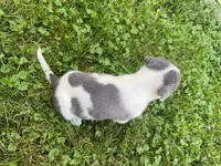 Gracie, a female American Staffordshire Terrier for sale in Erie, PA – 5 of 6