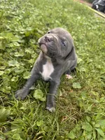 Granger , a male American Staffordshire Terrier and American Pit Bull Terrier for sale in Erie, PA – 4 of 5