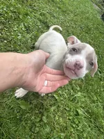 Blondie, a female American Staffordshire Terrier and American Pit Bull Terrier for sale in Erie, PA – 2 of 8